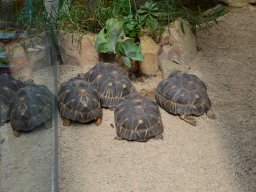 2015-04-18_Zoo_Leipzig