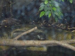 2015-04-18_Zoo_Leipzig