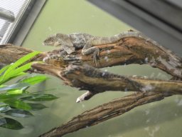 2015-04-18_Zoo_Leipzig