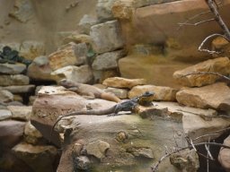 2015-04-18_Zoo_Leipzig