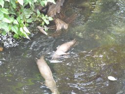 2015-04-18_Zoo_Leipzig