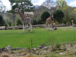2015-04-18_Zoo_Leipzig