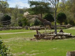 2015-04-18_Zoo_Leipzig