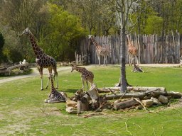 2015-04-18_Zoo_Leipzig