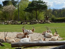 2015-04-18_Zoo_Leipzig